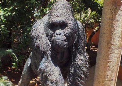 Gorilas para el Bioparc de Fuengirola