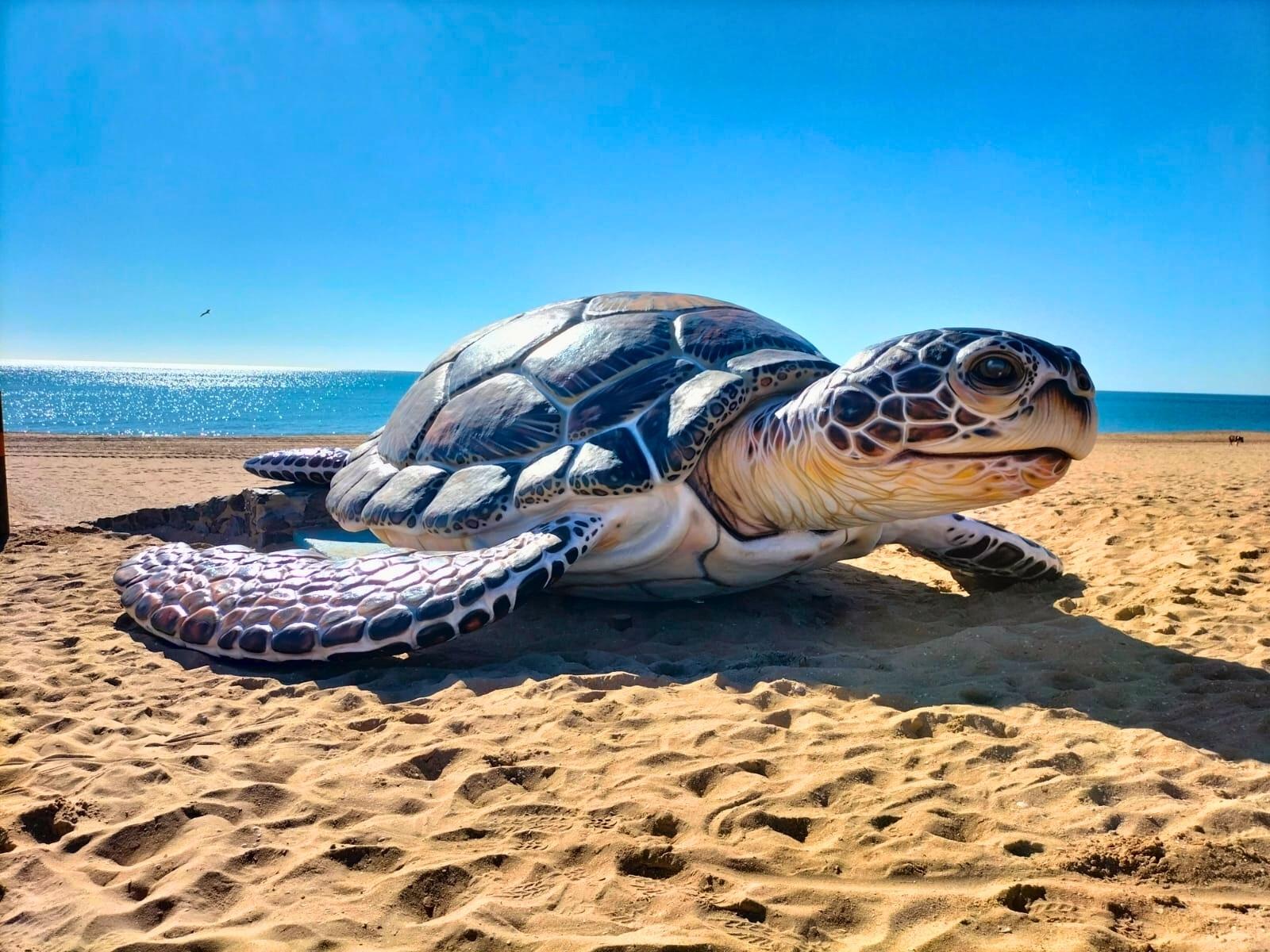 Tortuga Islantilla Tortuga Islantilla