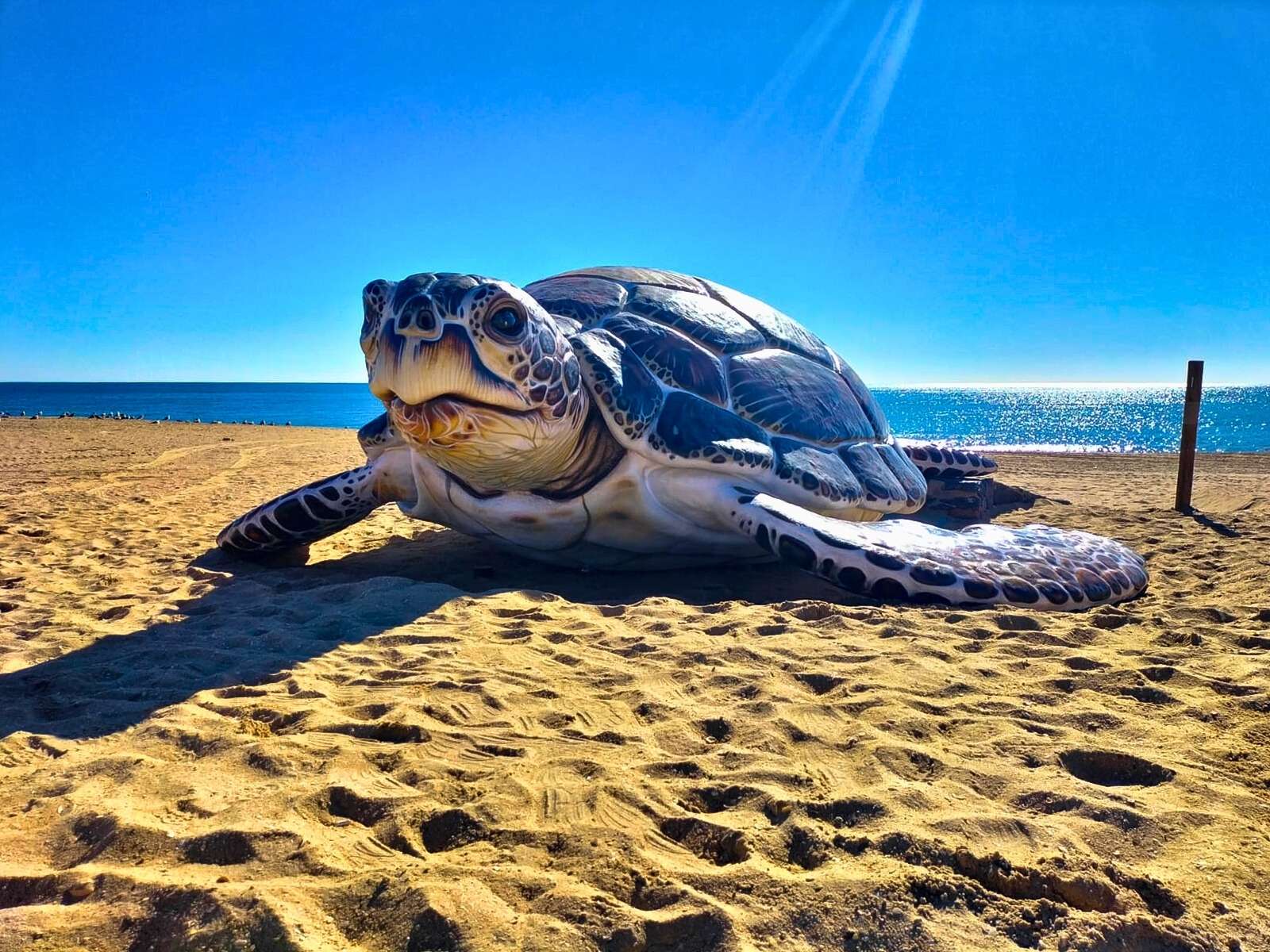 Tortuga Playa de Islantilla Tortuga Playa de Islantilla
