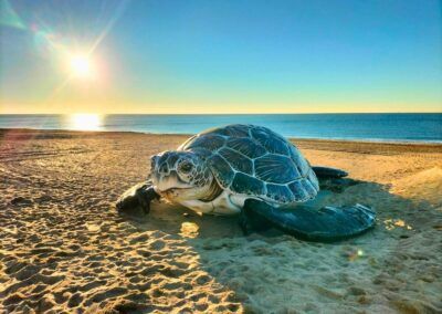 Tortuga gigante de Islantilla
