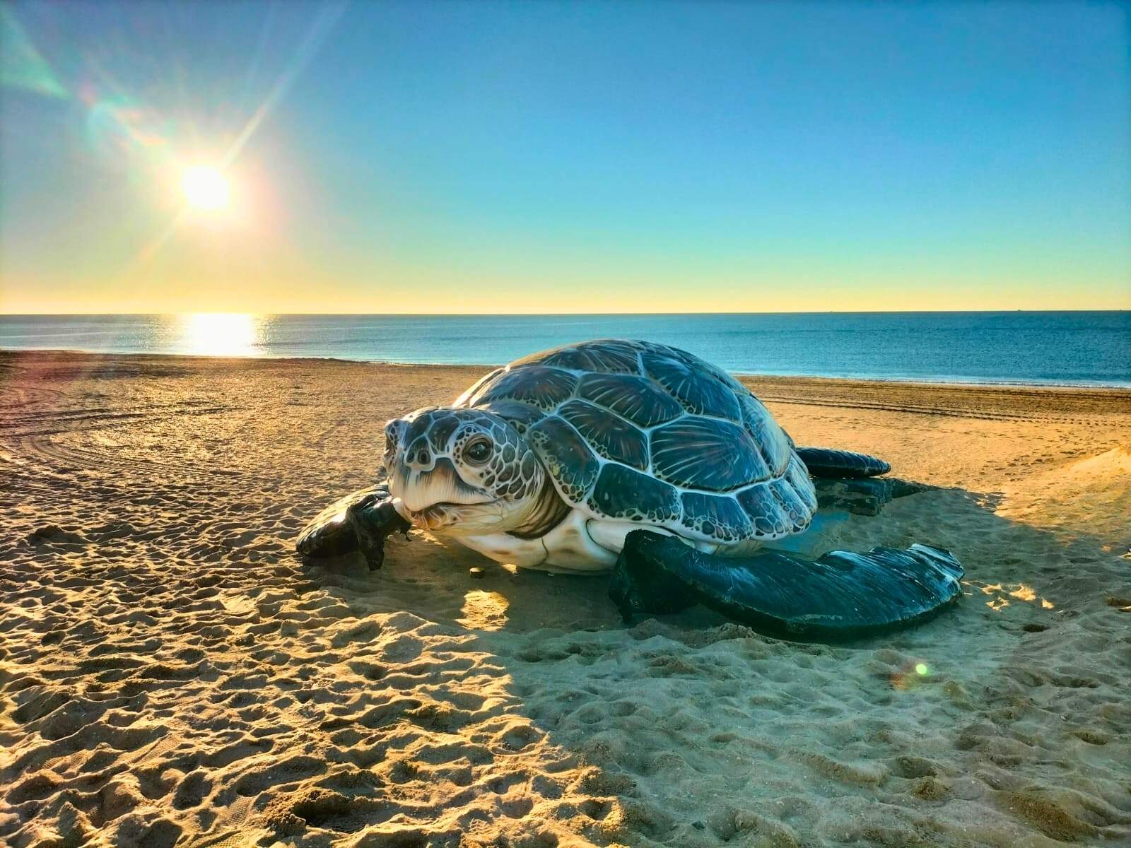 Tortuga gigante Islantilla Tortuga gigante Islantilla